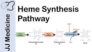 Heme Synthesis Pathway [upl. by Ibbie928]