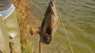 Catching Turtles In A Farm Pond [upl. by Greenfield]