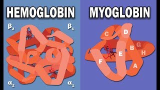 HEMOGLOBIN AND MYOGLOBIN BIOCHEMISTRY [upl. by Robb901]