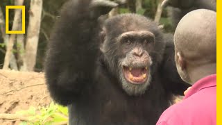 See How a Lone Chimp Finds Solace With His Human Caretaker  National Geographic [upl. by Bren]