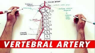 Vertebral Artery  Anatomy Branches amp Relations [upl. by Firooc]