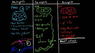 Immunology  Granulocytes Function Neutrophils Basophils Eosinophils [upl. by Zobias]