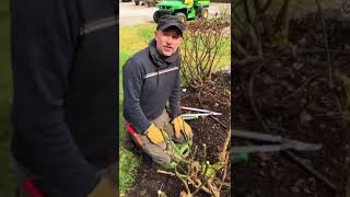 Pruning an old Rose Bush [upl. by Athallia547]