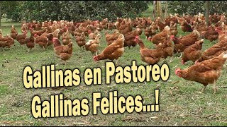 GALLINAS EN PASTOREO GALLINAS FELICES [upl. by Bristow]