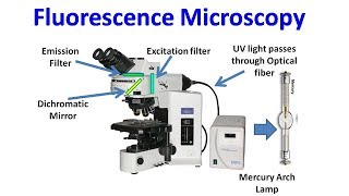 Fluorescence Microscopy [upl. by Emily374]