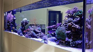 Beautiful Triton Reef Aquascape  Room Divider 7 months old [upl. by Feinstein]