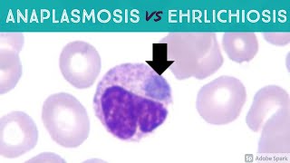 Anaplasmosis vs Ehrlichiosis Anaplasma phagocytophilum vs Ehrlichia chaffeensis amp ewingii [upl. by Zandra34]