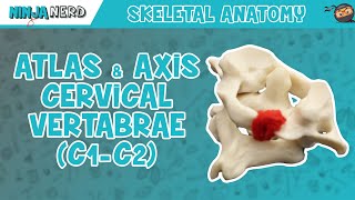 Anatomy Tutorial  The Vertebral Artery [upl. by Zehcnas102]