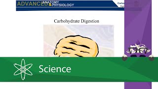 Carbohydrate Digestion [upl. by Anyzratak]