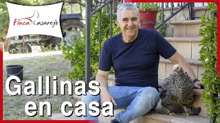 Cómo CRIAR GALLINAS en casa 🏠 [upl. by Quinlan]