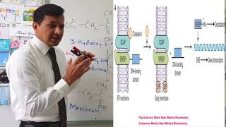 Cholesterol Synthesis Regulation [upl. by Zuckerman550]