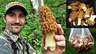 MOREL MUSHROOM HUNTING GUIDE 2024  HOW TO FIND MORELS amp SLIPPERY ELM TREES  TIPS amp SECRETS [upl. by Yusuk]