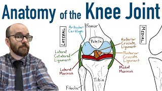 Anatomy of the Knee Joint [upl. by Aseel]