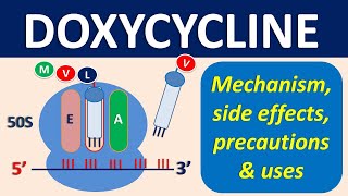 Doxycycline  Mechanism precautions side effects amp uses [upl. by Nodnil]