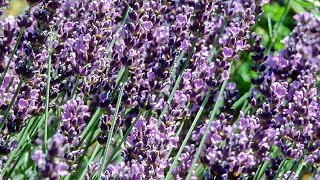 How To Harvest And Dry Lavender [upl. by Cassil]