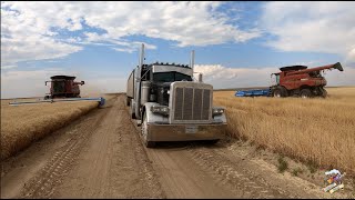 The Best Wheat Harvest Video on YouTube [upl. by Thea404]