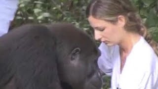 Ein Mädchen trifft einen Gorilla wieder den sie seit 12 Jahren nicht mehr gesehen hat [upl. by Cinomod]