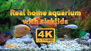 Real aquarium in 4K 🐠 Cichlids 🍀 3 hours [upl. by Madda]