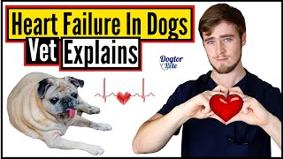 Congestive Heart Failure in Dogs  Everything You NEED To Know  Veterinarian Explains  Dogtor Pete [upl. by Elyse]