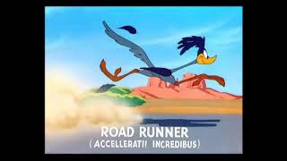 EL CORRECAMINOS Y WILE E COYOTE  ROAD RUNNERS [upl. by Finah]