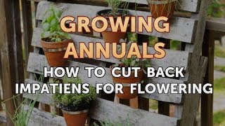 How to Cut Back Impatiens for Flowering [upl. by Gow834]