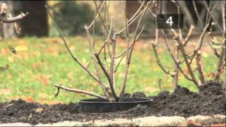 How To Plant A Rose Bush [upl. by Eugene]