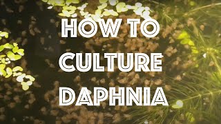 How To Culture Daphnia Magna [upl. by Tonkin]