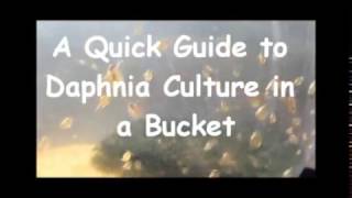 How to culture daphnia outside [upl. by Markman]