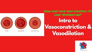 Intro to Vasoconstriction amp Vasodilation [upl. by Nwahsauq788]