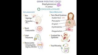 Gram Positive Cocci Overview [upl. by Marybelle]