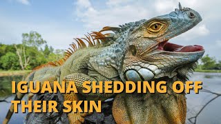 Iggy The Green Iguana  Shedding Skin [upl. by Brigg33]