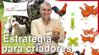 Cómo mejorar la línea en las gallinas estrategia para criadores [upl. by Latyrc687]