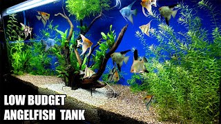 Build A Low Budget Planted Aquarium For Angelfish [upl. by Hagood355]