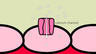 How does Amlodipine work [upl. by Suilenrac]