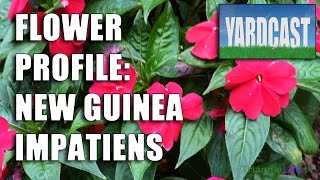 Flower Profile  New Guinea Impatiens [upl. by Kcirdneked]