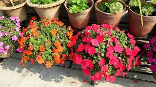 How to care Impatiens flower plants [upl. by Siulegroj]