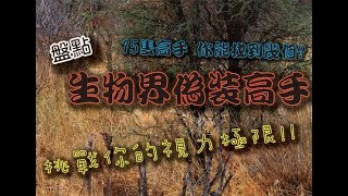 【盤點15個生物界偽裝高手】挑戰你的視覺你能在三秒內找到他們嗎 [upl. by Nahs]