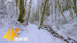 4K Virtual Winter Walk  Walking in a Snow Forest  35 HRS of Crunching Snow Sound [upl. by Leong]