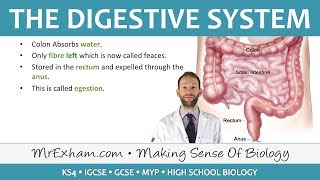 The Digestive System  GCSE Biology 91 [upl. by Meikah340]