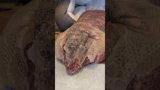 Massive lizard sheds his skin [upl. by Maryellen]