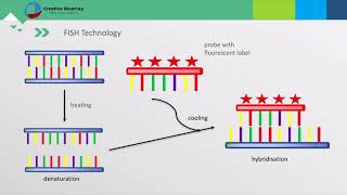 Fluorescent In Situ Hybridization FISH Assay [upl. by Namlaz]