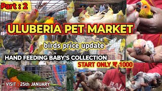 ULUBERIA PET MARKET BIRDS PRICES UPDATE ON 25th JANUARY PART 2 uluberiapetmarket cheapestprice [upl. by Eimrots]