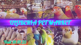 ULUBERIA PET MARKET2025cheapest chepsetbirdmarketuluberia 180125 [upl. by Sheelagh]