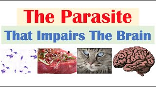 Toxoplasmosis The Parasite That Reduces Brain Functioning amp Where It Comes From [upl. by Gabrila]