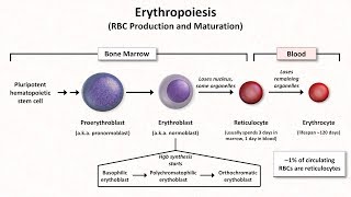 Normal RBC Physiology Including erythropoiesis [upl. by Hoskinson]