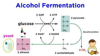 Anaerobic Respiration and Fermentation [upl. by Hagai]