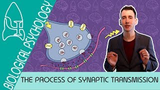 Synaptic Transmission  Biological Psychology AQA ALevel [upl. by Derzon]