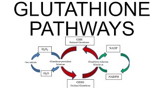 Glutathione Pathways [upl. by Aisel]