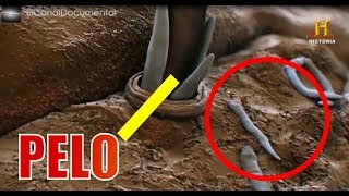 Documental  INVISIBLE 40 cosas que el ojo no ve History Channel HD [upl. by Abad]