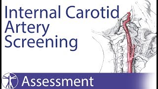 Arteries of the neck [upl. by Hilel]